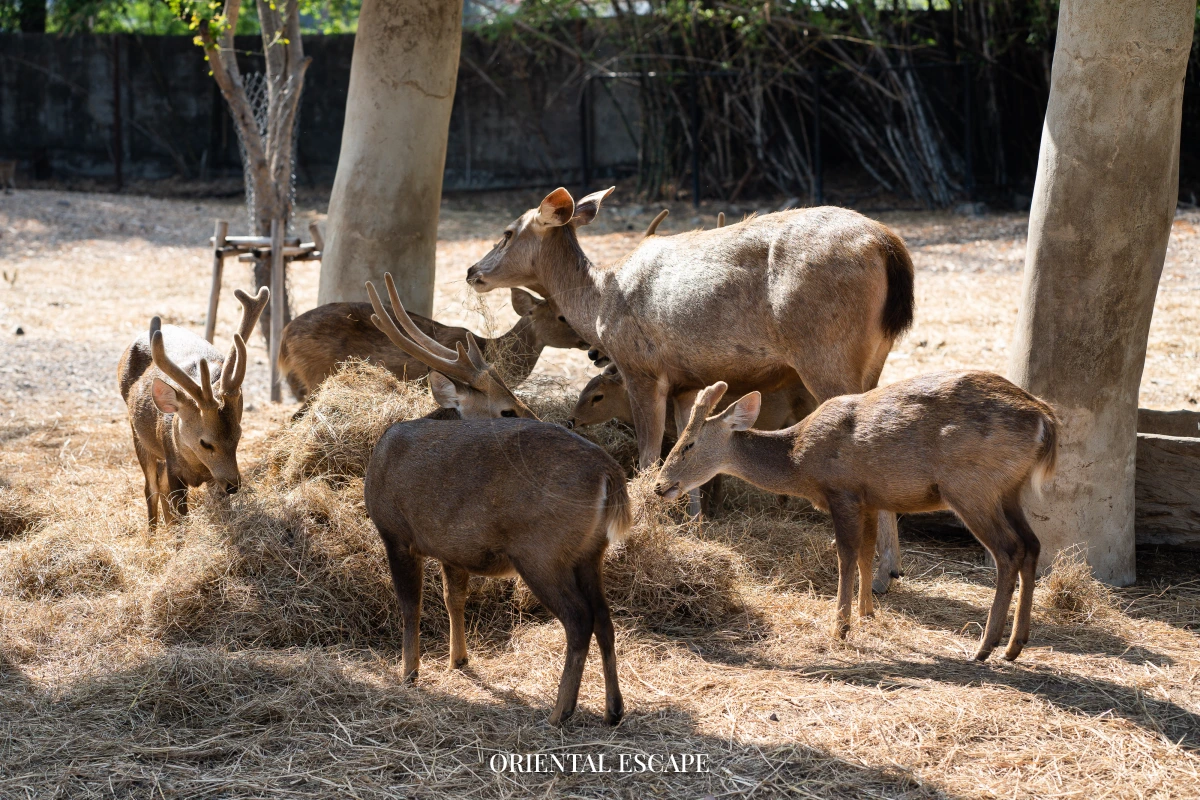Safari World – Safariworld