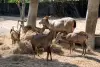 Safari World – Safariworld