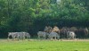 safariworld