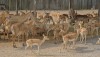 safariworld