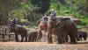 elephant-maesa-poopoopaper