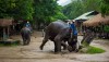 elephant-maetaman