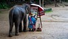 elephant-maetaman