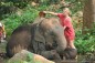 Elephant Sanctuary Adventure
