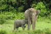Kuiburi Wildlife Watching