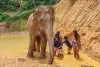 elephant-jungle-sanctuary