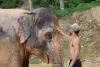elephant-jungle-sanctuary