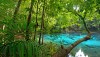 jungle