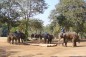 elephant-lampang