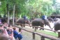 elephant-lampang