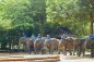 elephant-lampang