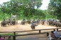 elephant-lampang