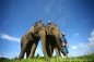 elephant-lampang