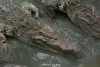 crocodilefarm