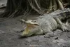crocodilefarm