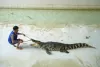 crocodilefarm
