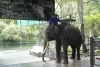 crocodilefarm