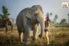 elephant-jungle-sanctuary