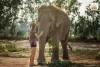 elephant-jungle-sanctuary