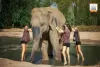 elephant-jungle-sanctuary