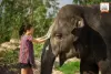 elephant-jungle-sanctuary