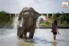 elephant-jungle-sanctuary