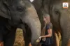 elephant-jungle-sanctuary
