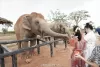 elephant-jungle-sanctuary