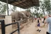 elephant-jungle-sanctuary