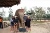 elephant-jungle-sanctuary
