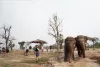 elephant-jungle-sanctuary