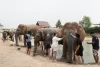 elephant-jungle-sanctuary