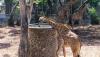 millionyearsstonepark-crocodilefarm