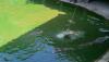 millionyearsstonepark-crocodilefarm