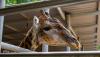 millionyearsstonepark-crocodilefarm