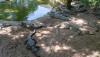 millionyearsstonepark-crocodilefarm