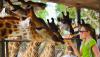millionyearsstonepark-crocodilefarm