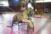 Tiger Topia Zoo