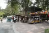 tigerzoo