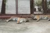 tigerzoo