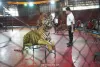tigerzoo