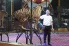 tigerzoo