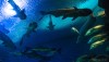 underwaterworld