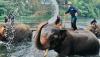 elephant-bathing-erawan
