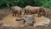 elephant-haven