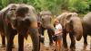 elephant-haven