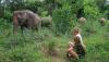 elephant-haven
