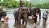 River Kwai + Death Railway + Elephant Bathing