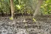 klong-kone