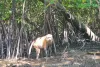 klong-kone